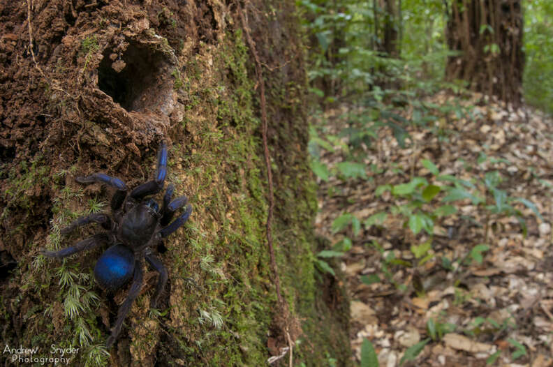 Blue tarantula in Guyana