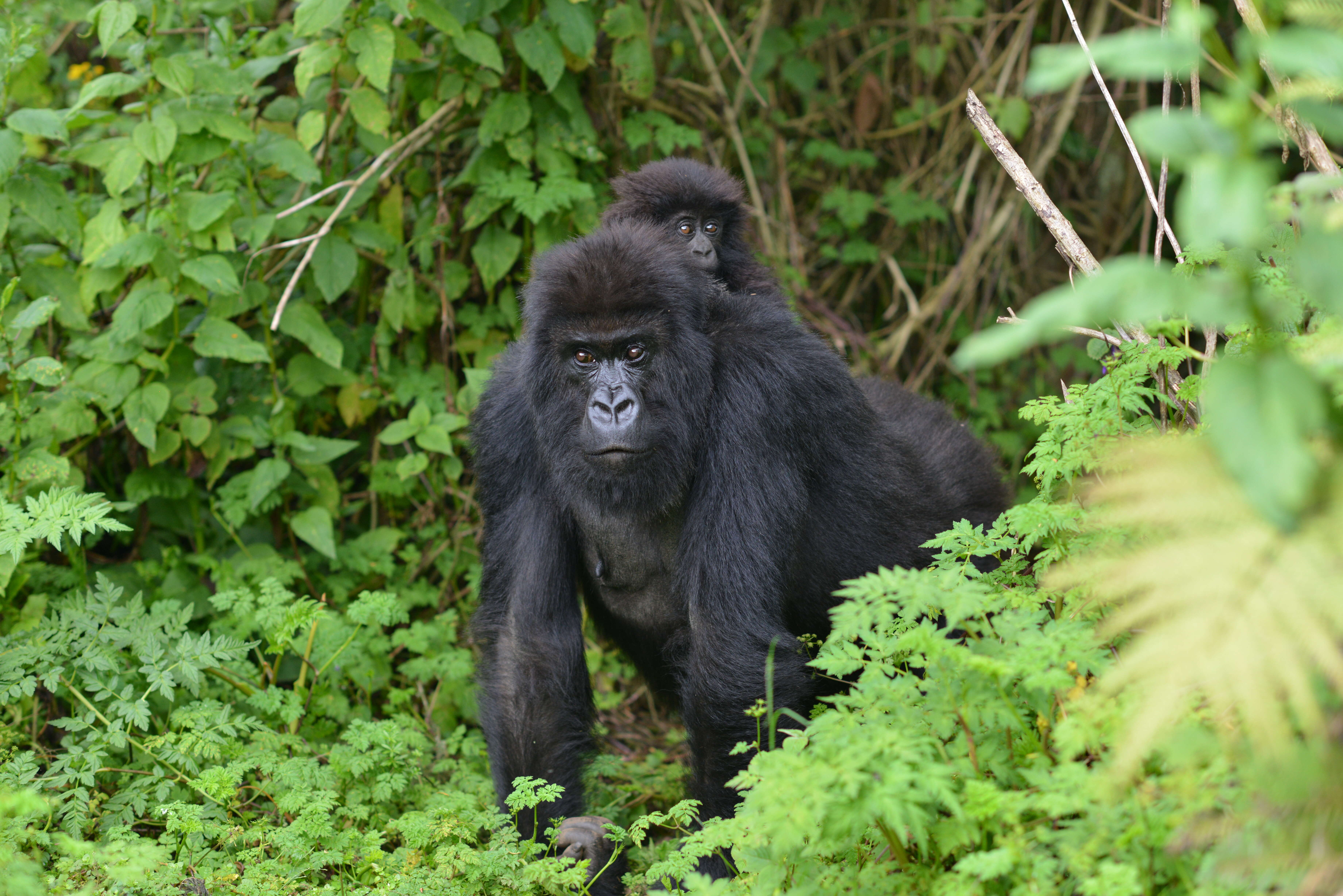 Gorilla mom in Virunga seen leaving group to save her baby