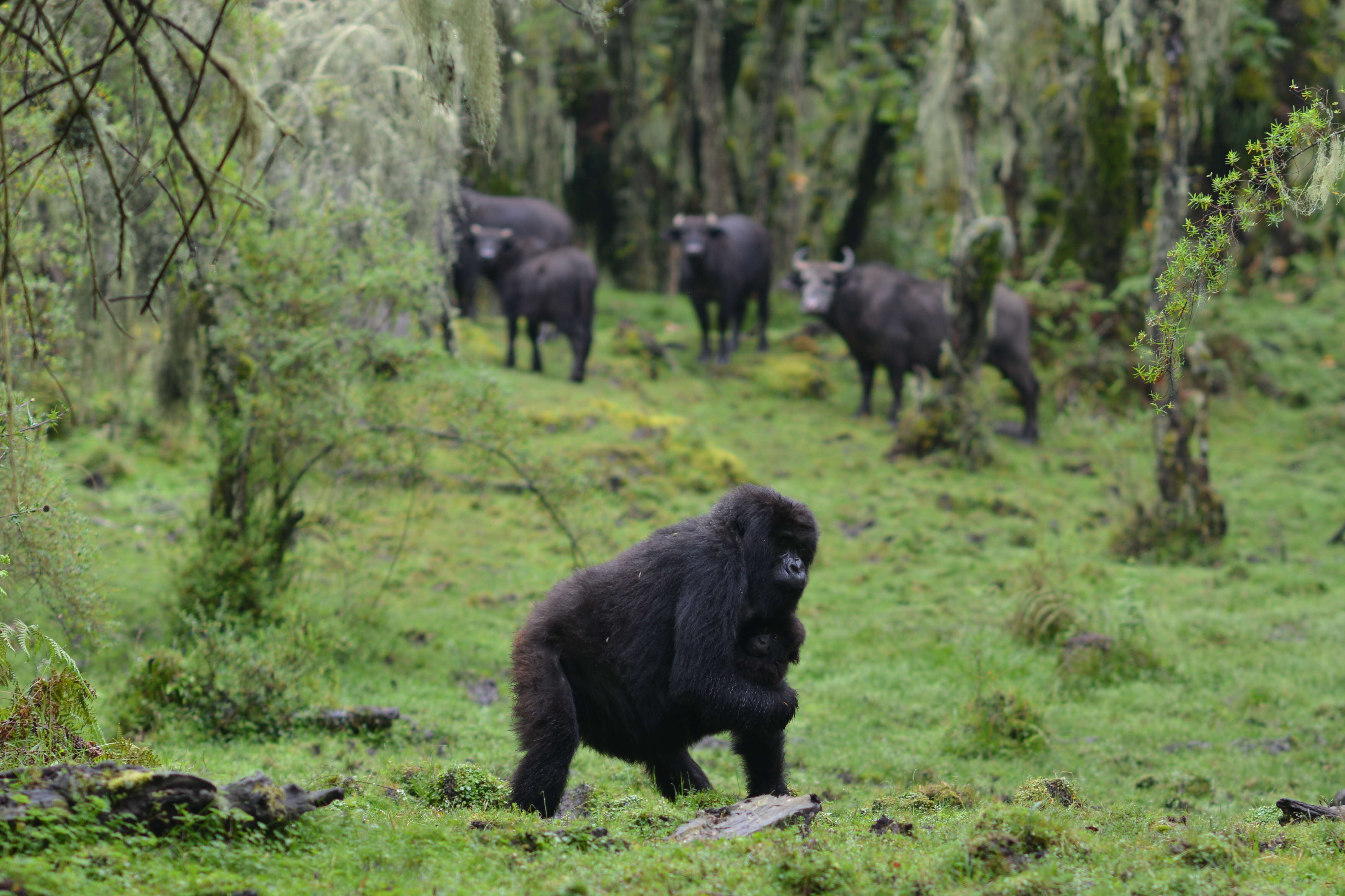 Mother gorilla in Virunga protecting baby on her own