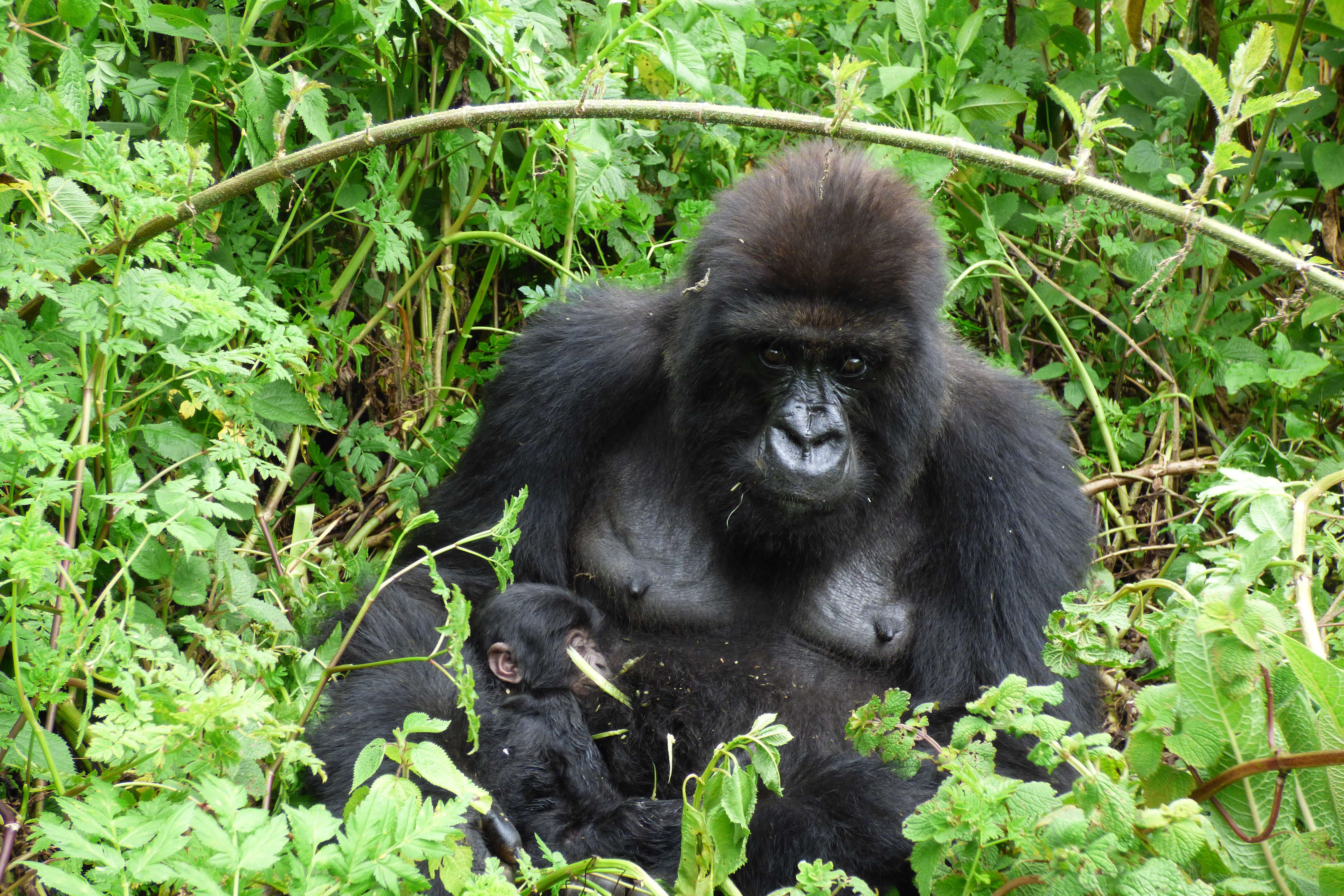 Mother gorilla and baby in Virunga National Park
