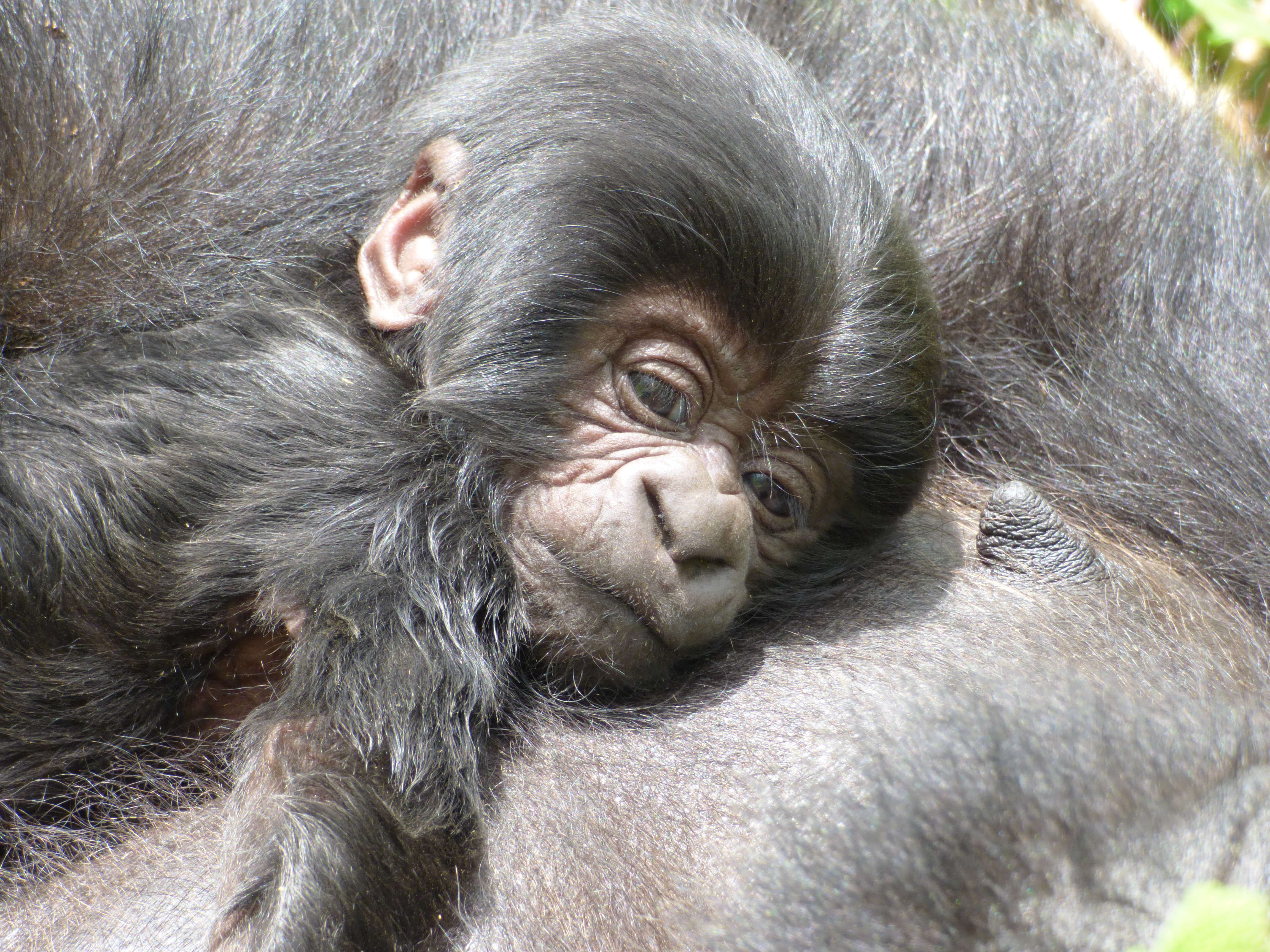 Wild baby gorilla in Virunga snuggled up to mother