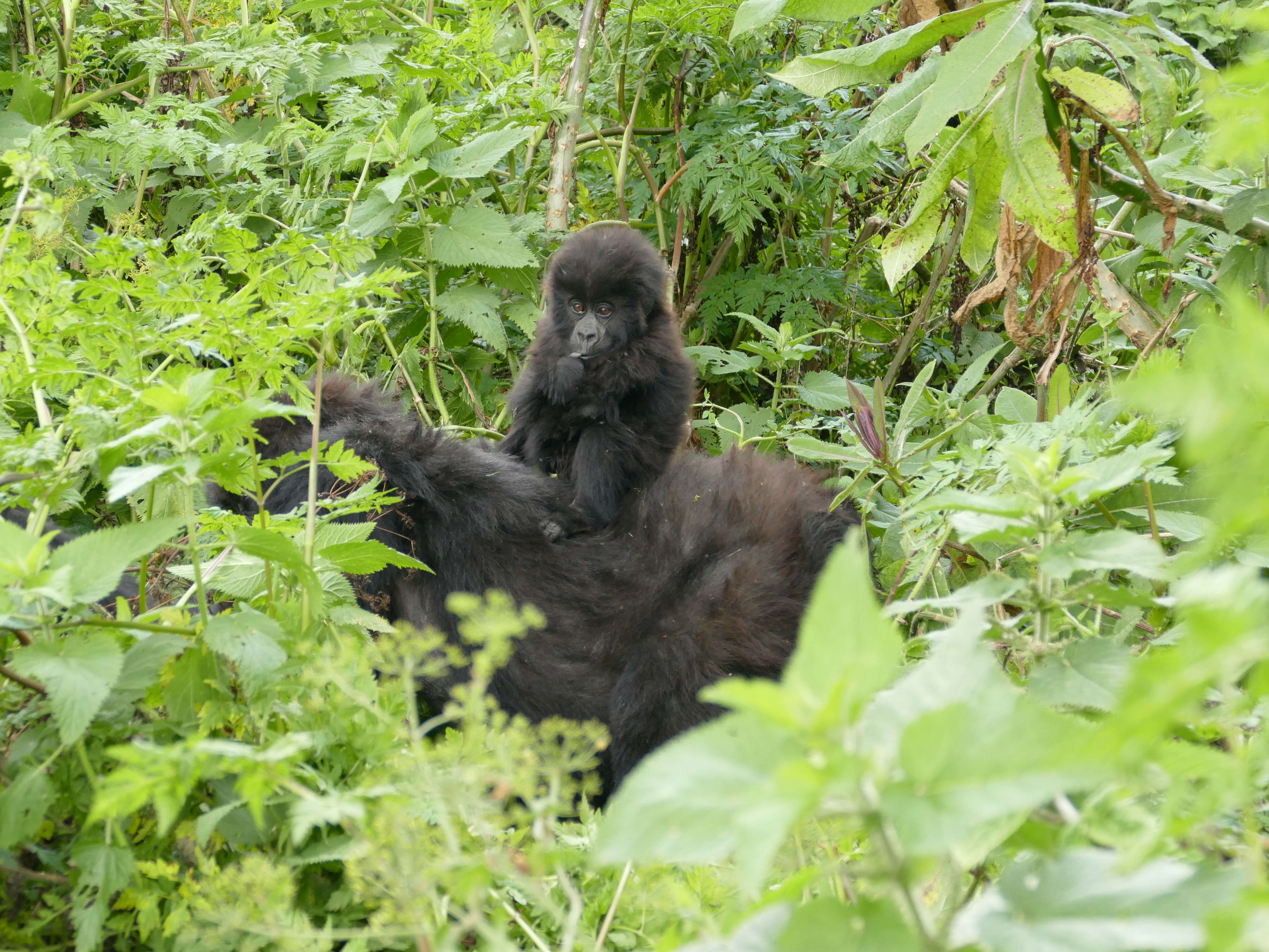 Gorilla baby with mom in Virunga mountains