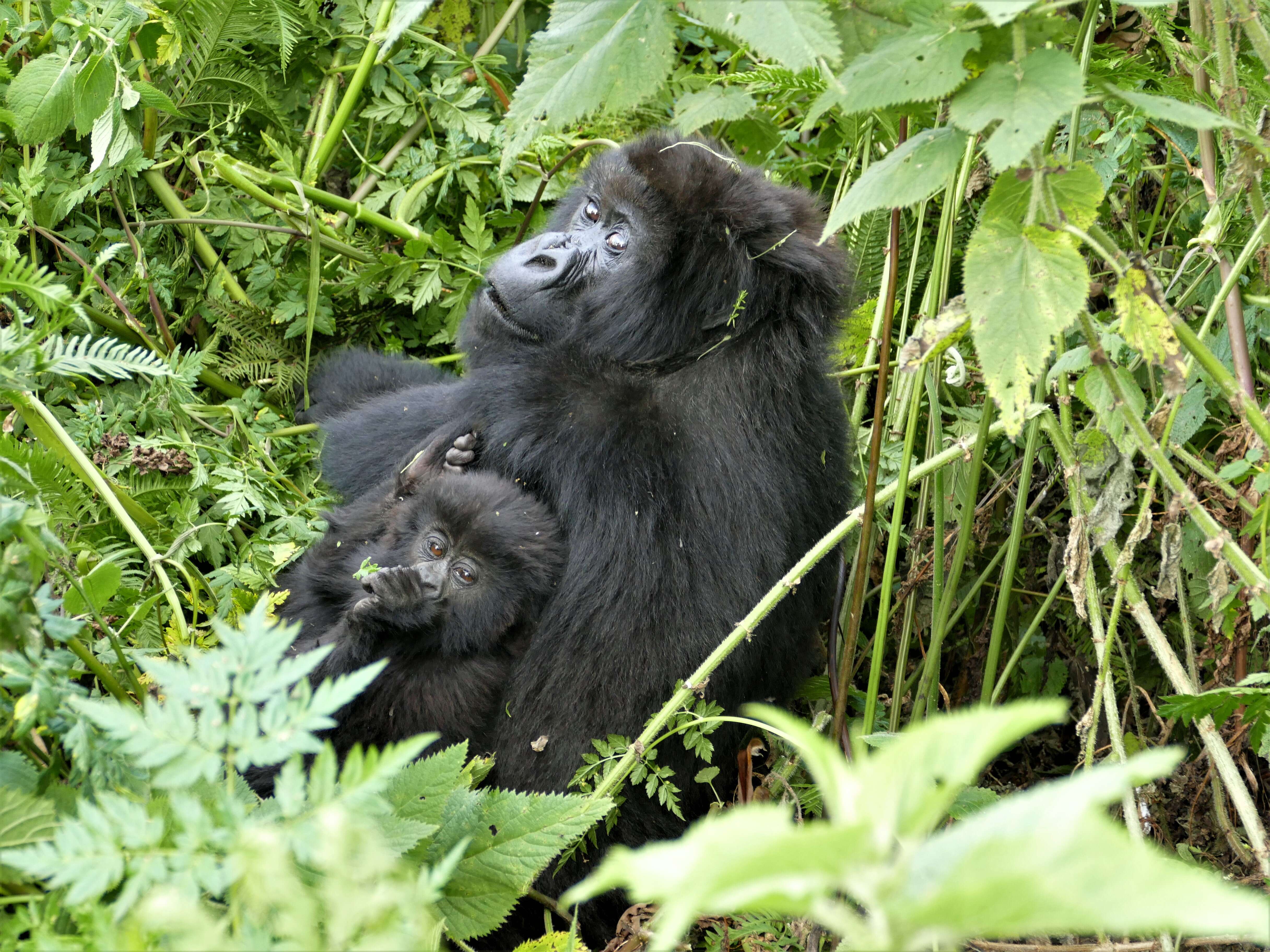 Gorilla single mom and baby in Virunga mountains in Rwanda