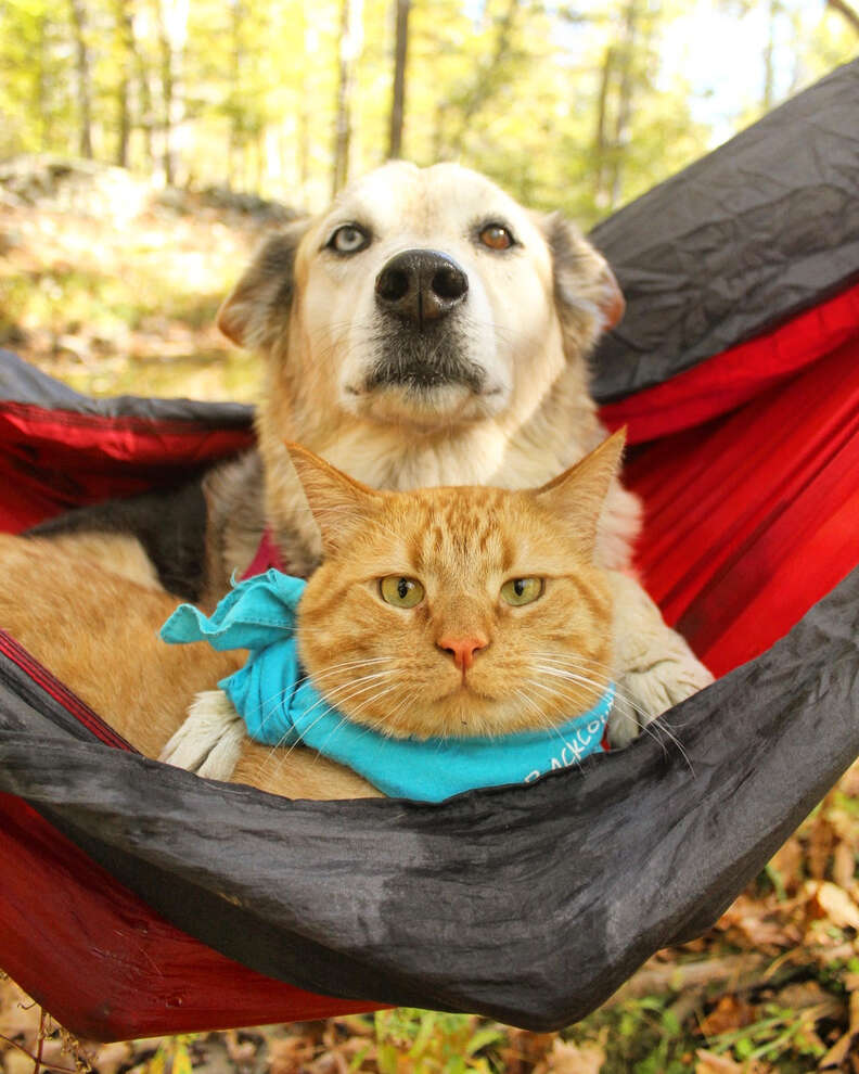 Dog and cat sharing hammock