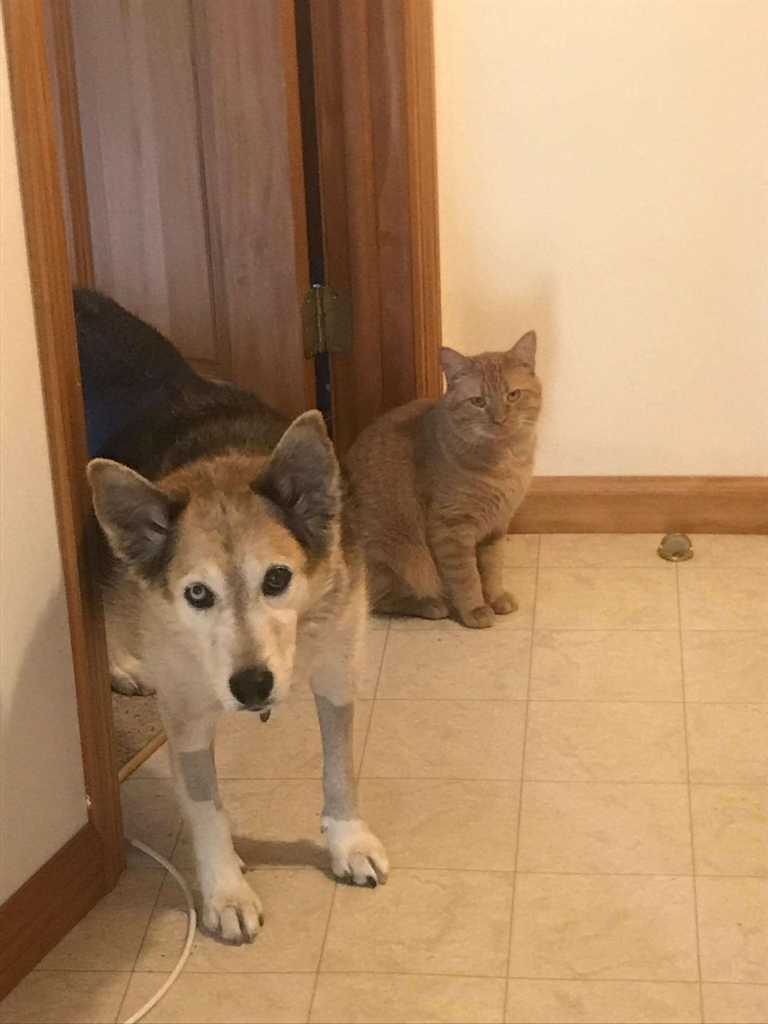 Dog and cat in doorway together