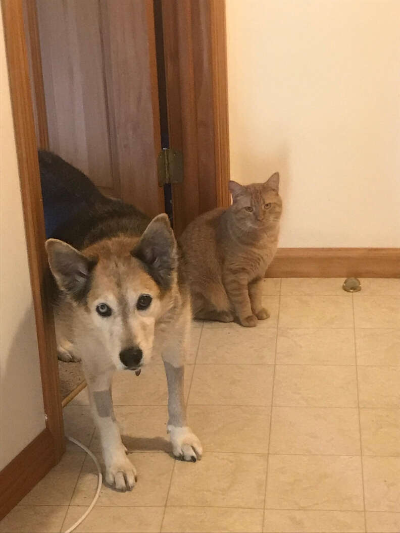 Dog and cat in doorway together
