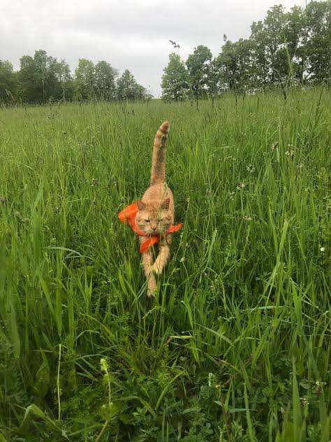 Cat in bandana running through grass