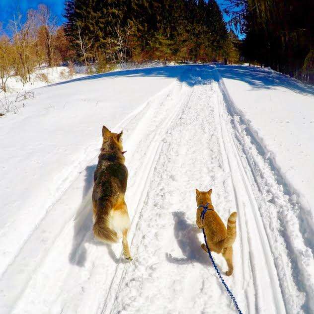 Dog and cat walking together in the snow