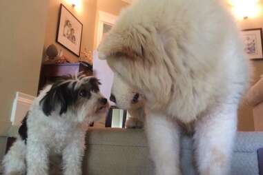 Dogs touching noses