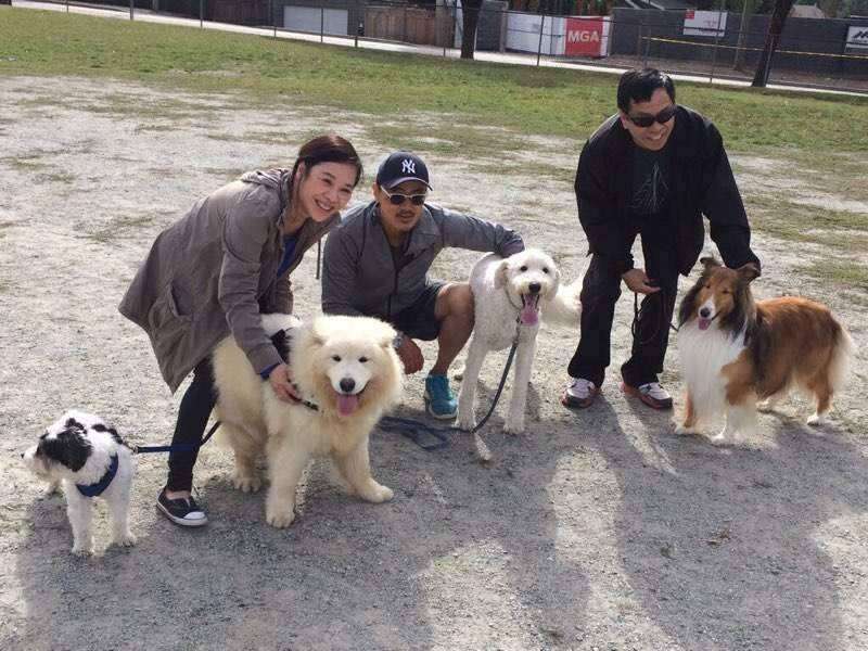 People walking dogs in park