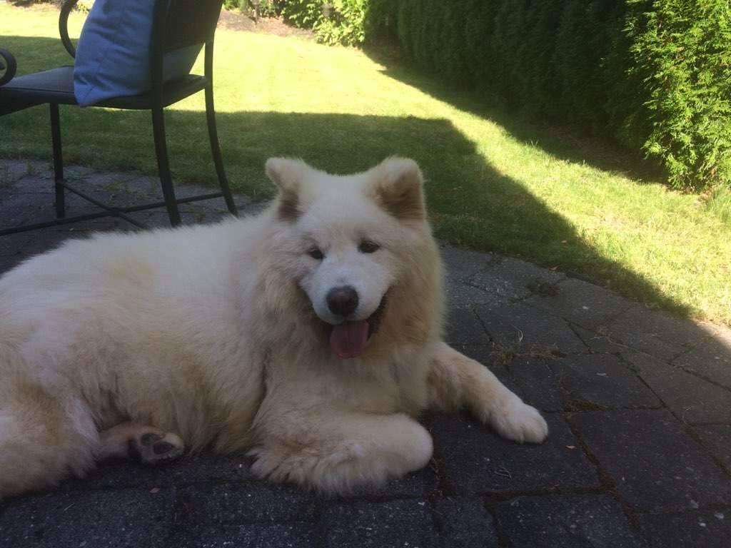 Large Samoyed lounging outside