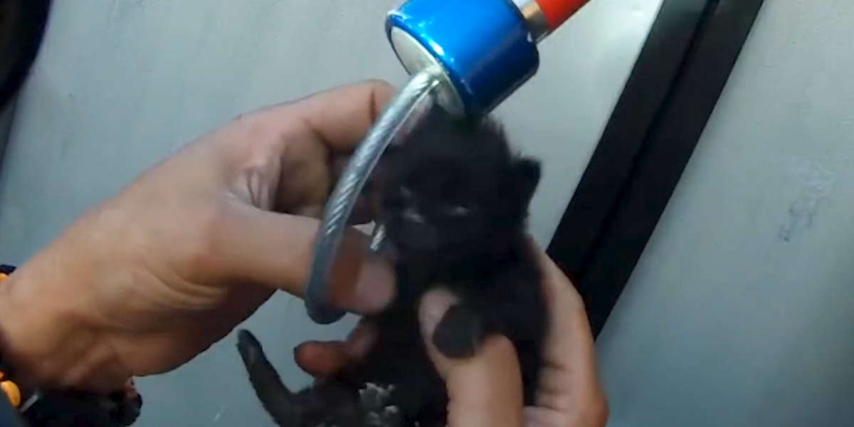 People Rescue Tiny Kittens Trapped In Dumpster - Videos - The Dodo