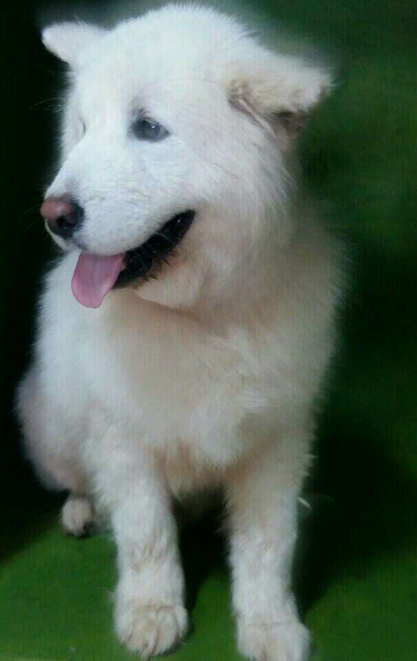 Portrait of Samoyed dog