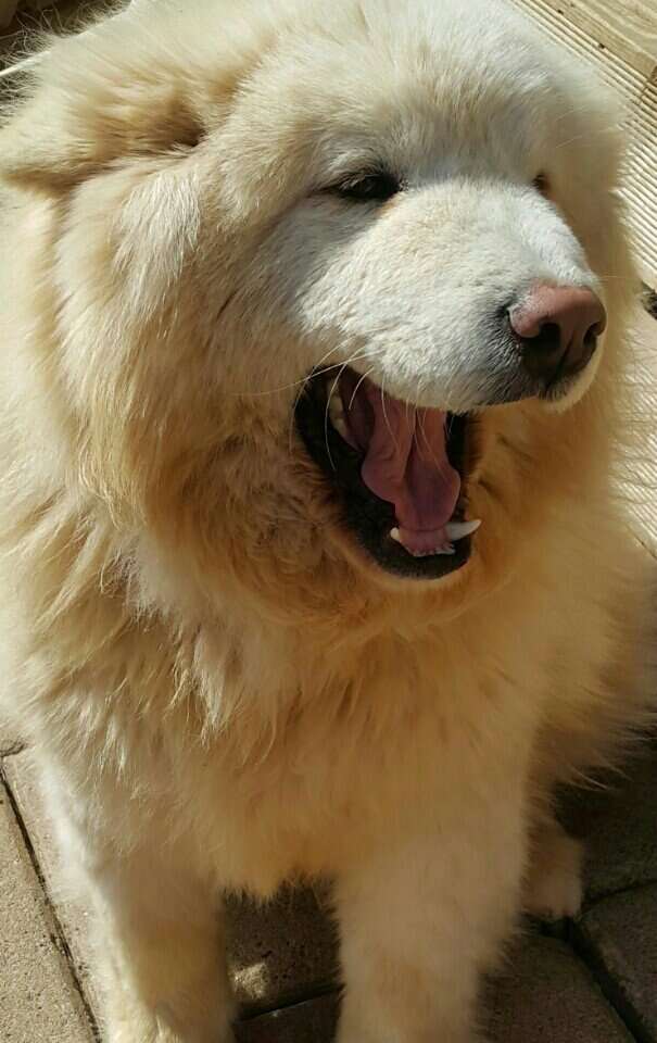 Portrait of smiling Samoyed dog