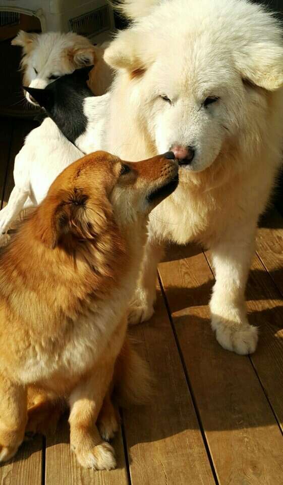 Dogs touching noses