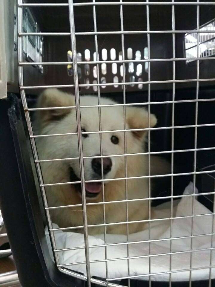 Smiling Samoyed inside travel crate