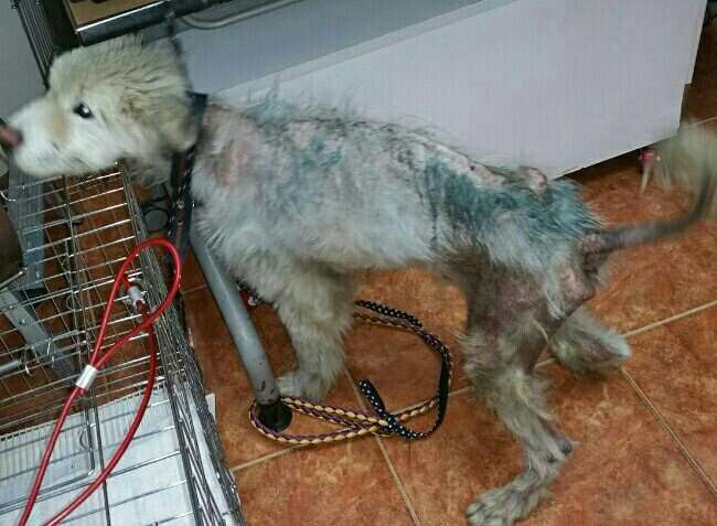 Sick, starving dog at vet clinic