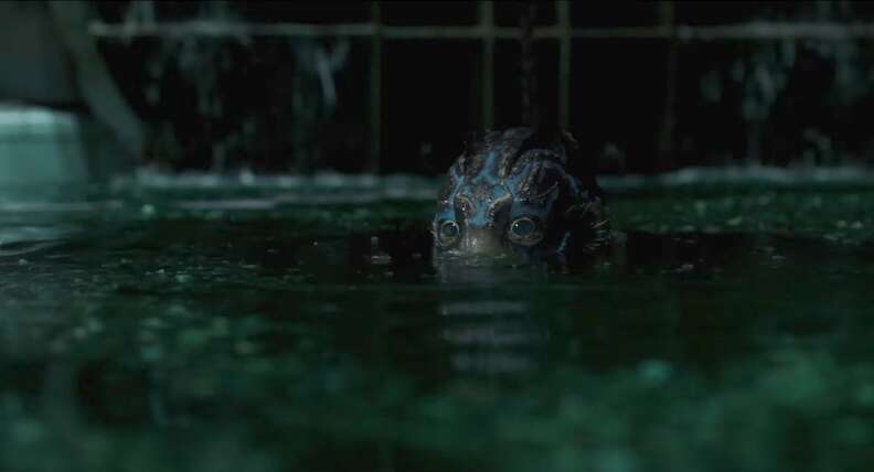 The Shape of Water
