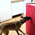 Man Gives His Dogs The Best Christmas Present Ever 