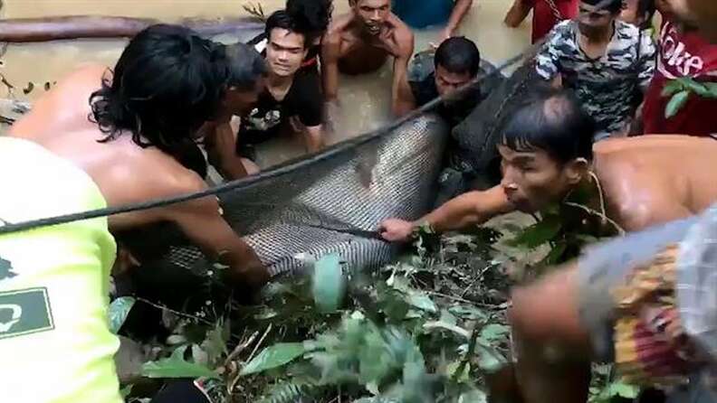 mekong giant catfish thailand rescue