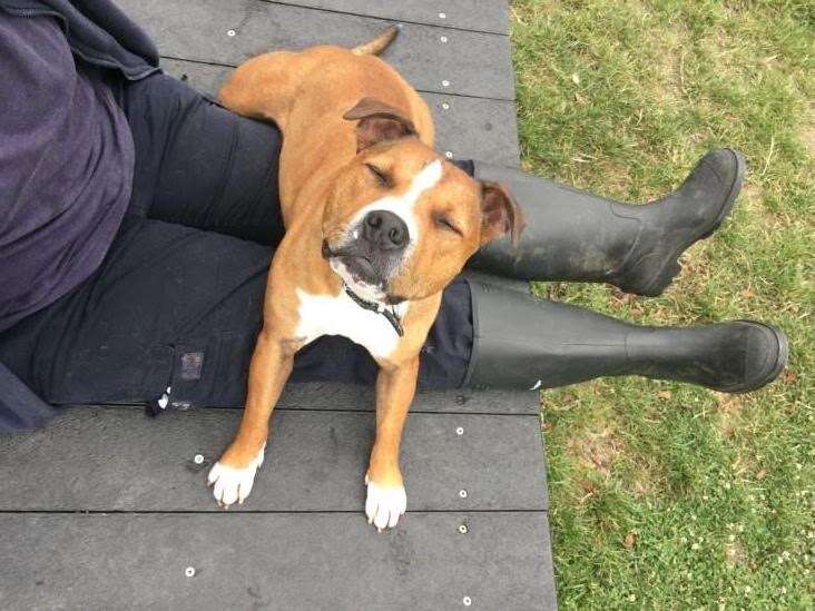 Shelter dog lying across person's legs