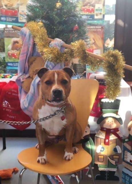 Dog sitting on chair with Christmas decorations