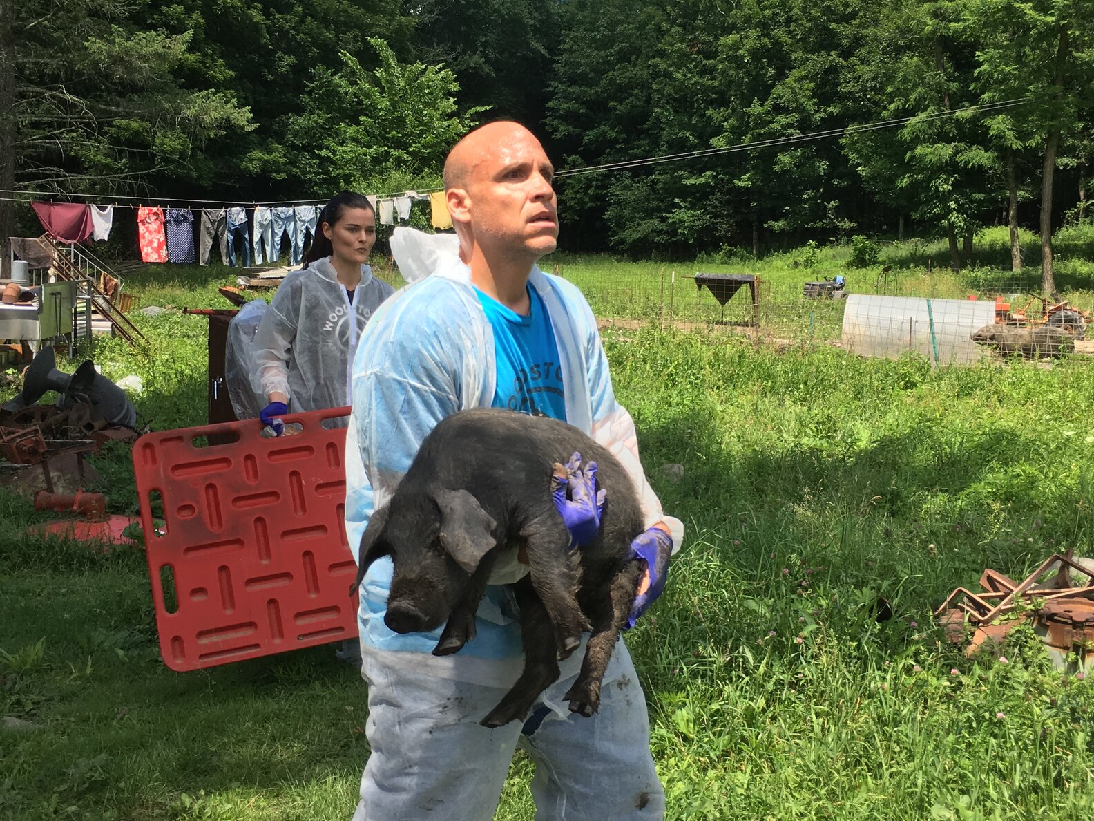 Man Risked His Life To Save Eight Rescued Pigs In New York The Dodo