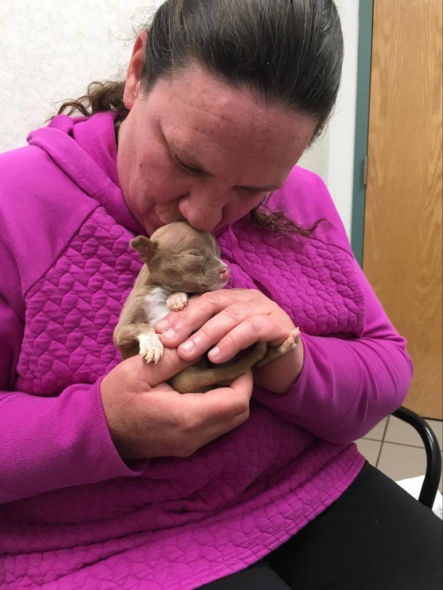 furrr 911 catelus pit bull