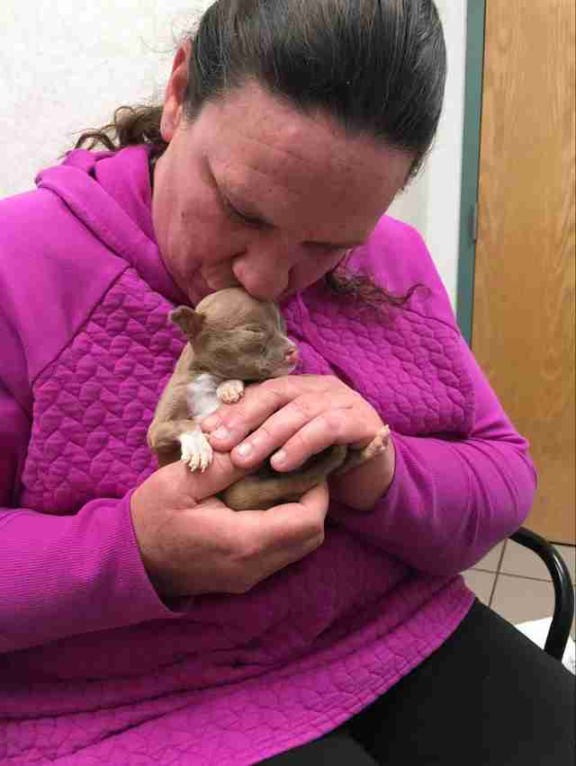 furrr 911 catelus pit bull