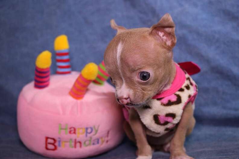 sasha pit bull puppy with cleft lip