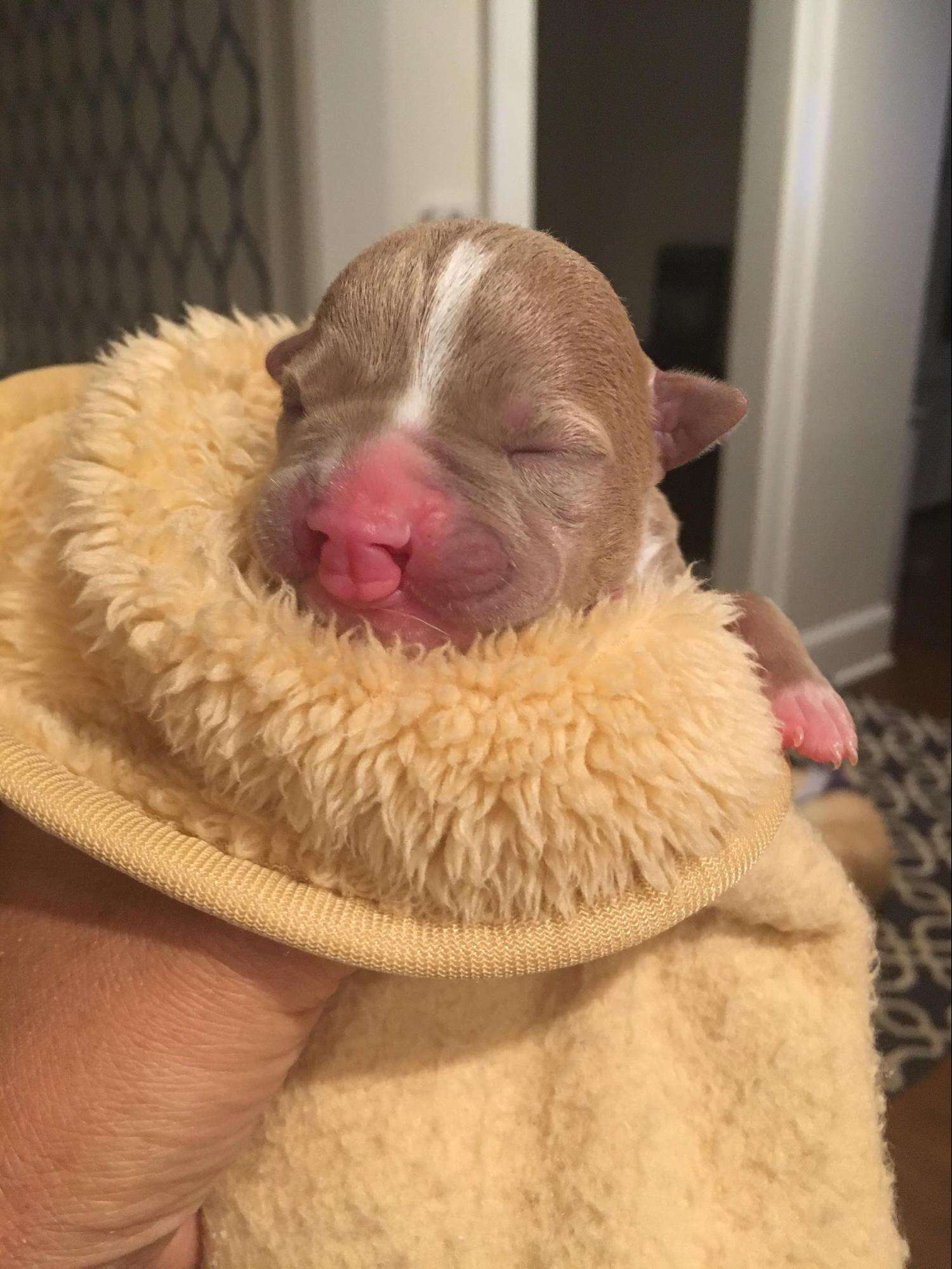 sasha pit bull puppy with cleft lip