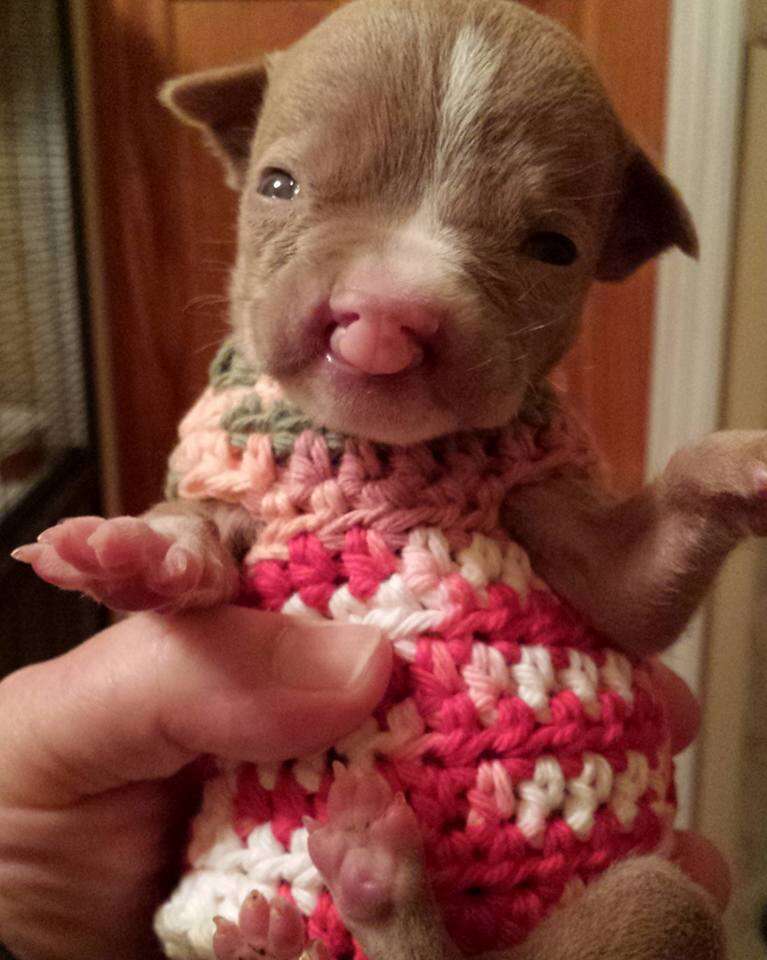 sasha pit bull puppy with cleft lip