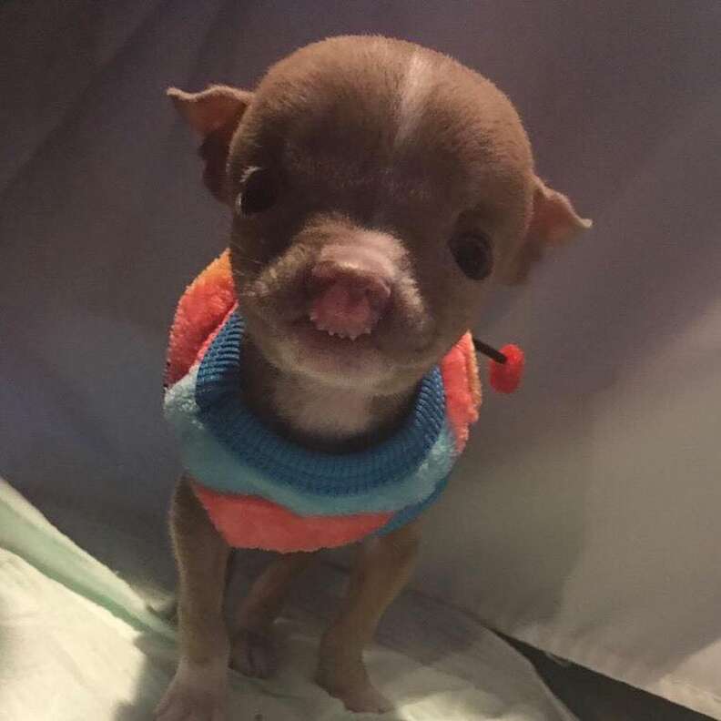 Tiny pitbull sale puppy