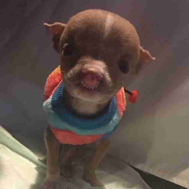 sasha catelus pit bull