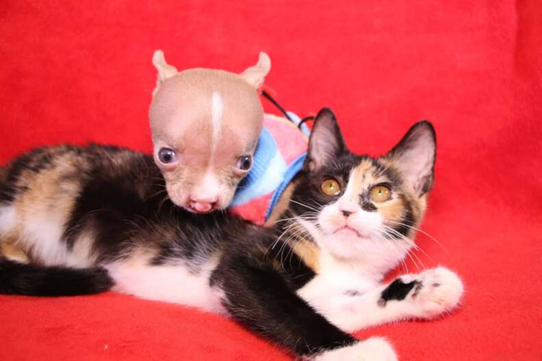 sasha pit bull puppy and cat