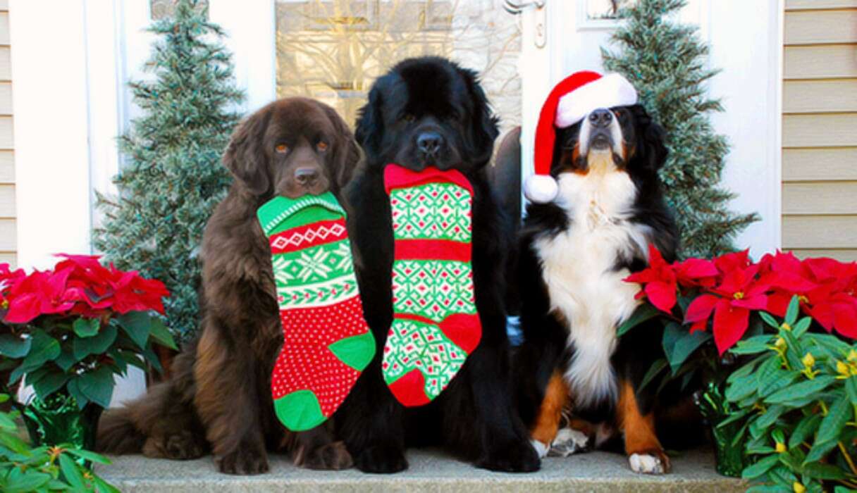 Saint Bernard dogs holding Christmas stockings 