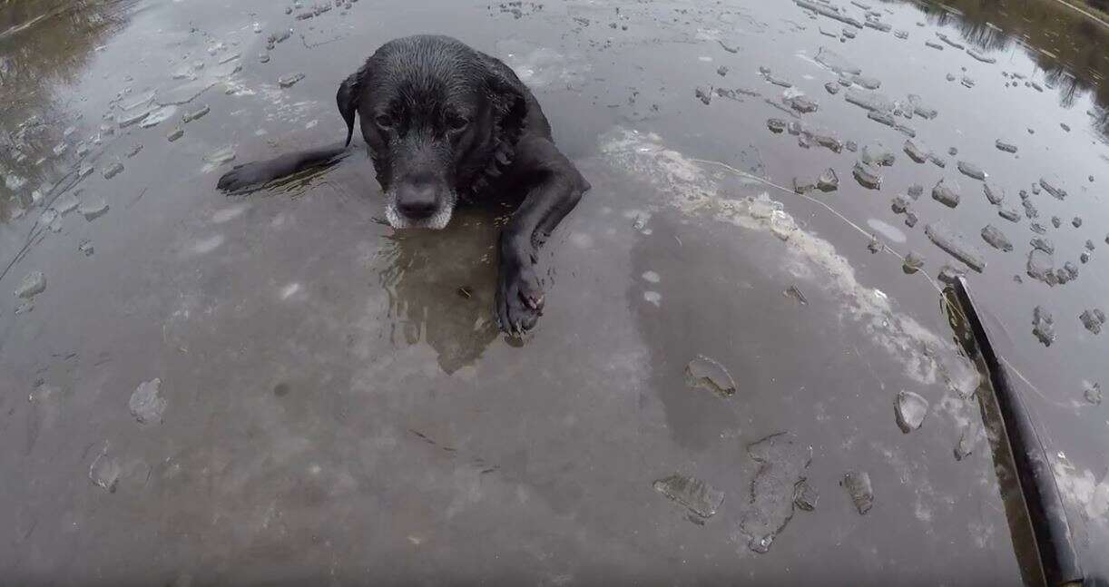 Labrador Trapped In Icy River For An Hour Rescued By Firefighters - The Dodo