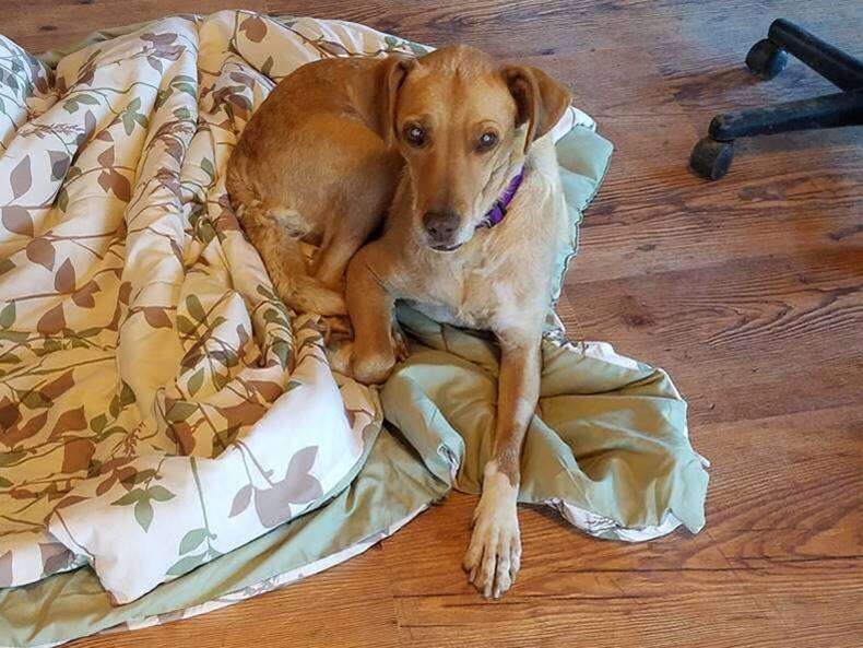 Stray dog saved by The Wildcat Sanctuary