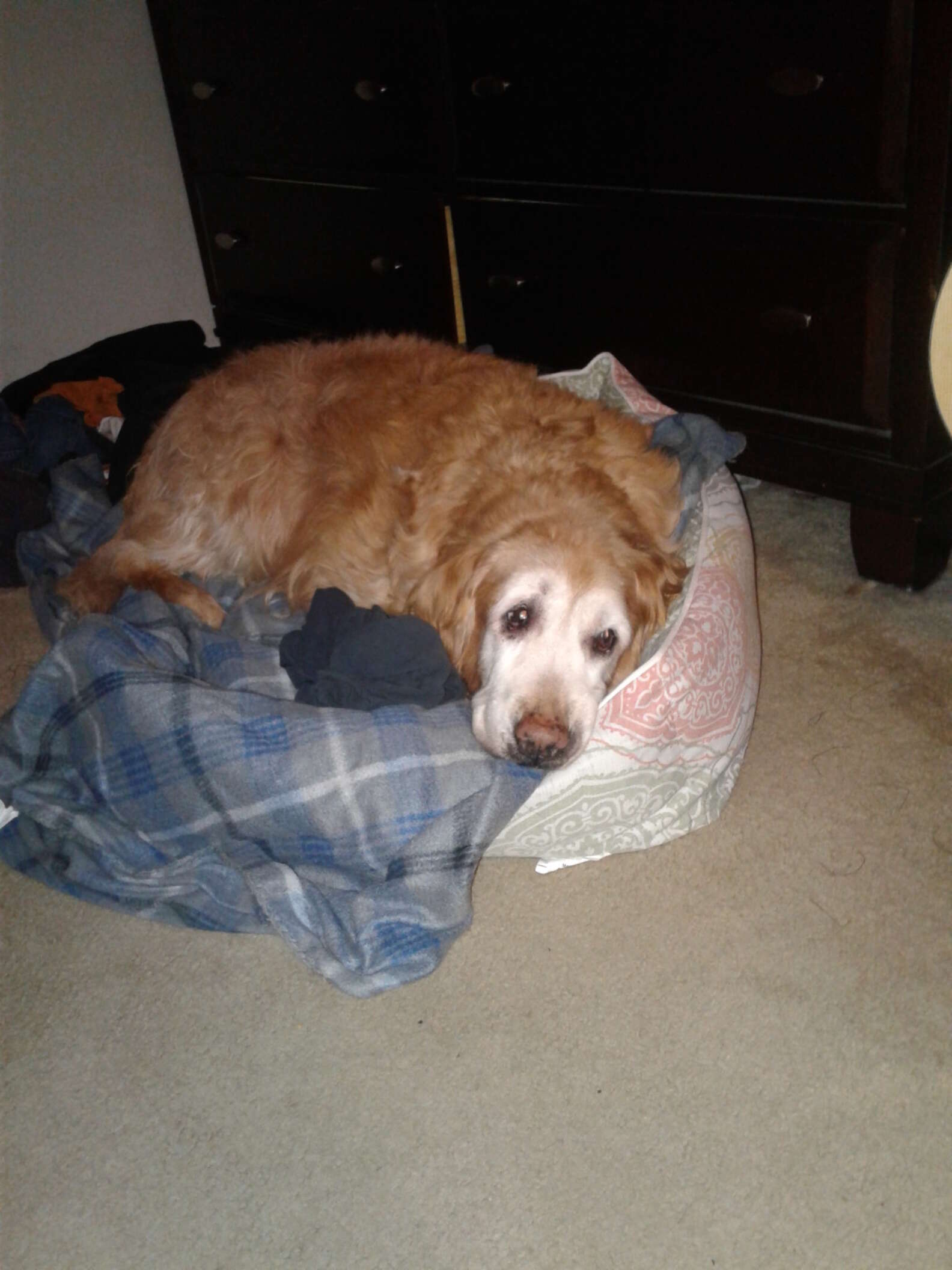 Golden Retriever Sleeps With Her Dad's Shirts Every Night - The Dodo