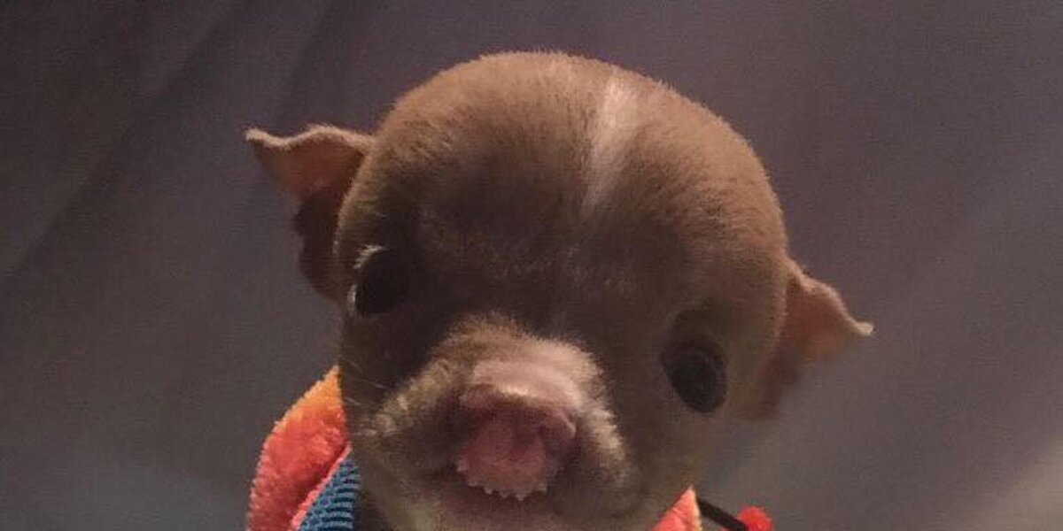 worlds cutest pitbull