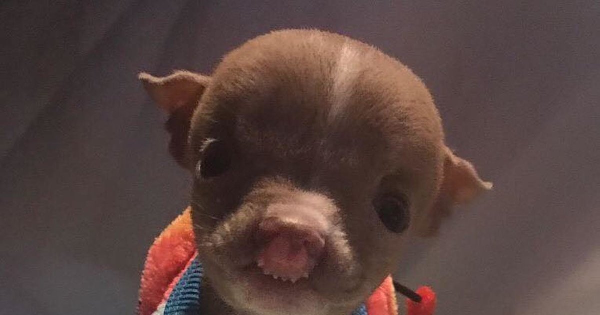 The Tiniest Pit Bull Puppy In The World Is Defying All The