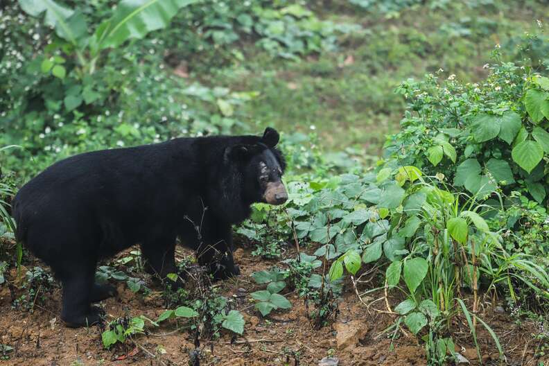 bile bear rescue vietnam sanctuary