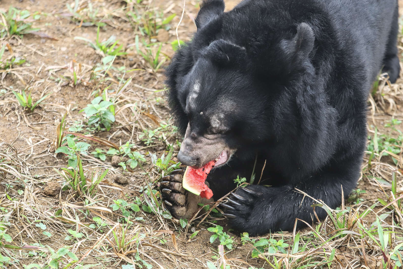 Bears Saved From Bile Farm Feel Grass For The First Time - The Dodo