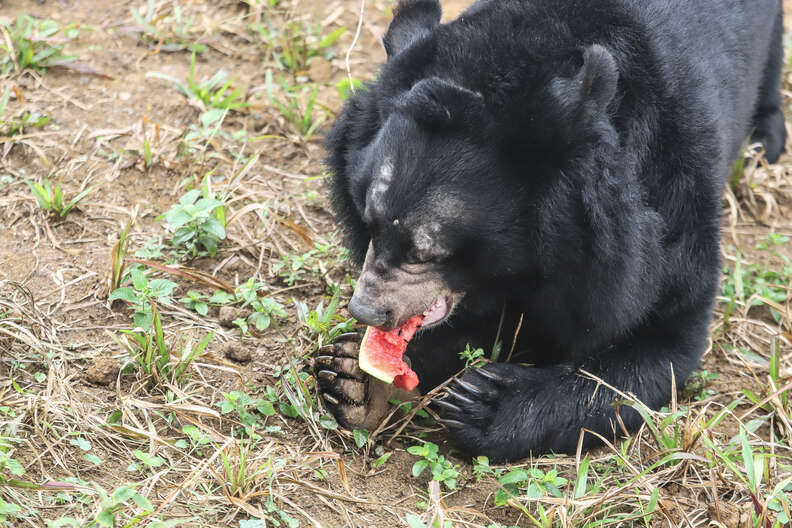 rescued bile bear vietnam sanctuary