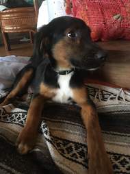Puppy rescued from pig sty in Costa Rica