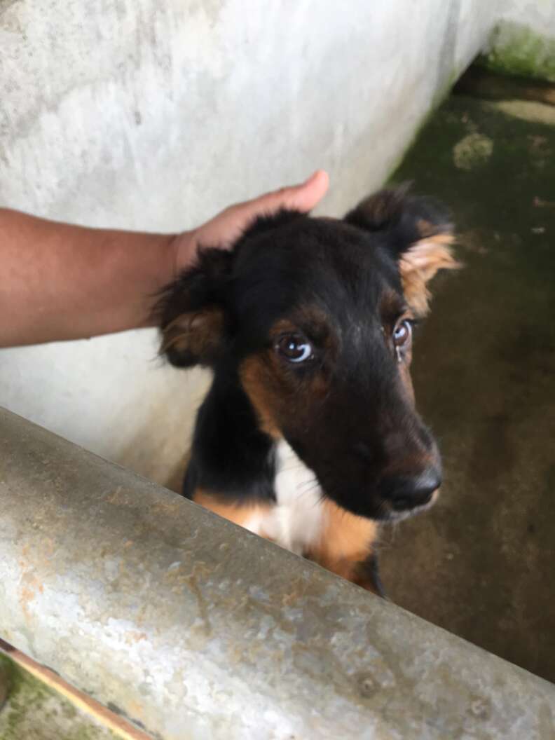 Puppy rescued from pig sty in Costa Rica