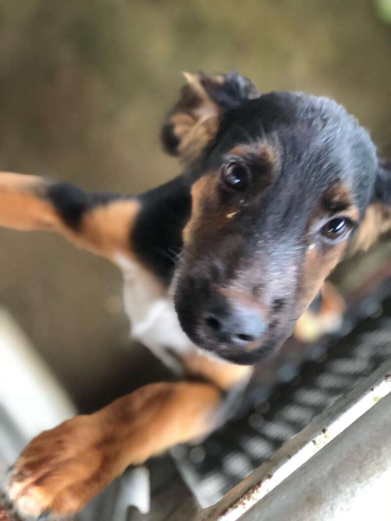 Puppy rescued from pig sty in Costa Rica