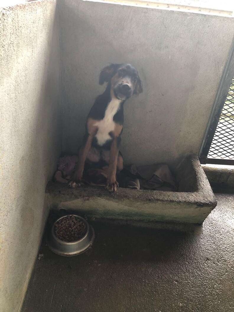 Puppy rescued from pig sty in Costa Rica