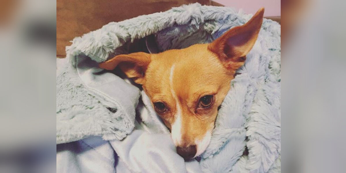 What Is Kennel Cough? Signs Your Dog Might Have It - The Dodo