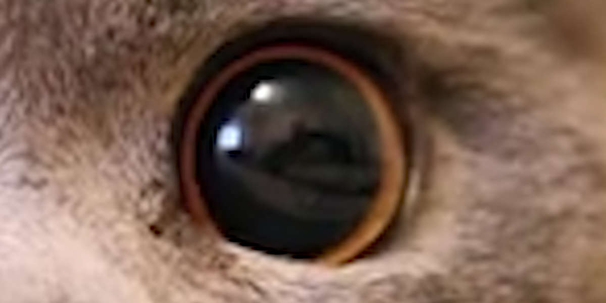 QUIZ Which Animals Do These Eyes Belong To? Videos The Dodo